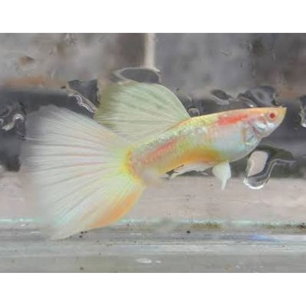 lampu guppy albino german yellow