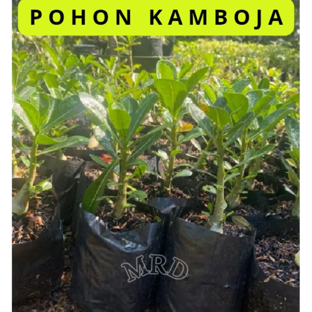 Tanaman Hias Kamboja Jepang Bahan Bonsai Pohon Hias Koleksi Hiasan Rumah Kamboja Jepang