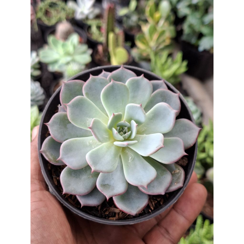 Tanaman hias sukulen echeveria prolifica