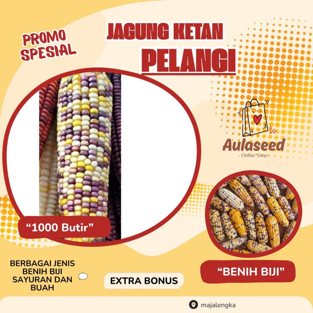 1000 BUTIR > BENIH JAGUNG PELANGI>BIBIT JAGUNG