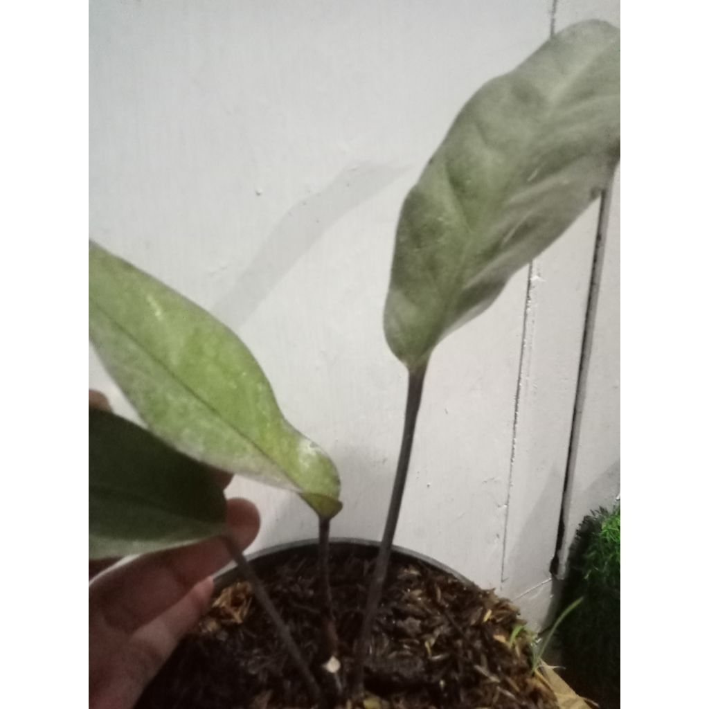 Anthurium Hokery keris black