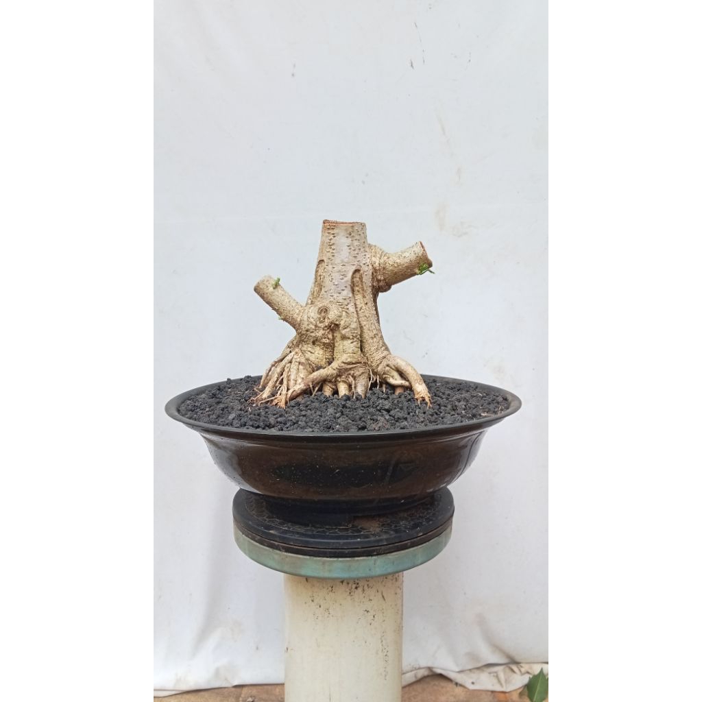 BONSAI POHON WARU INDIA PROGRAMAN AKAR