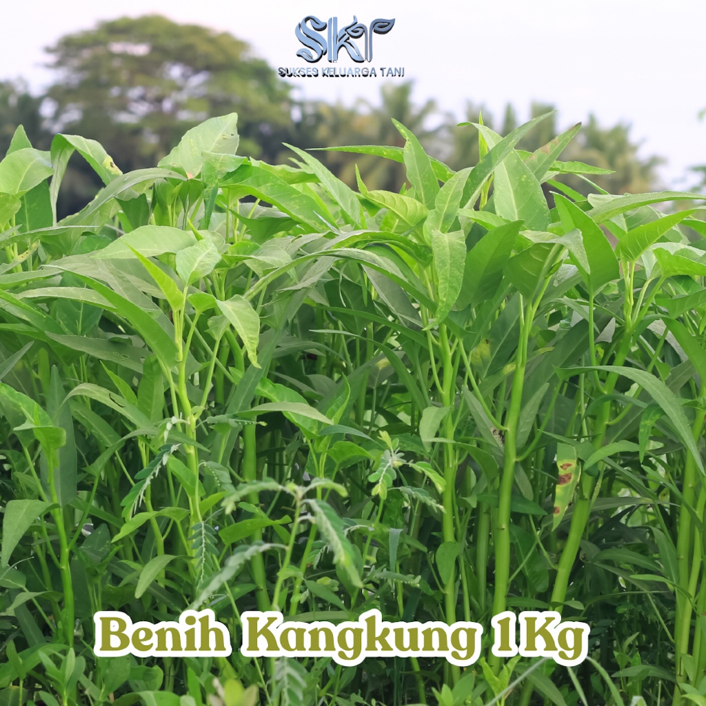 Bibit Benih Kangkung 1 kg