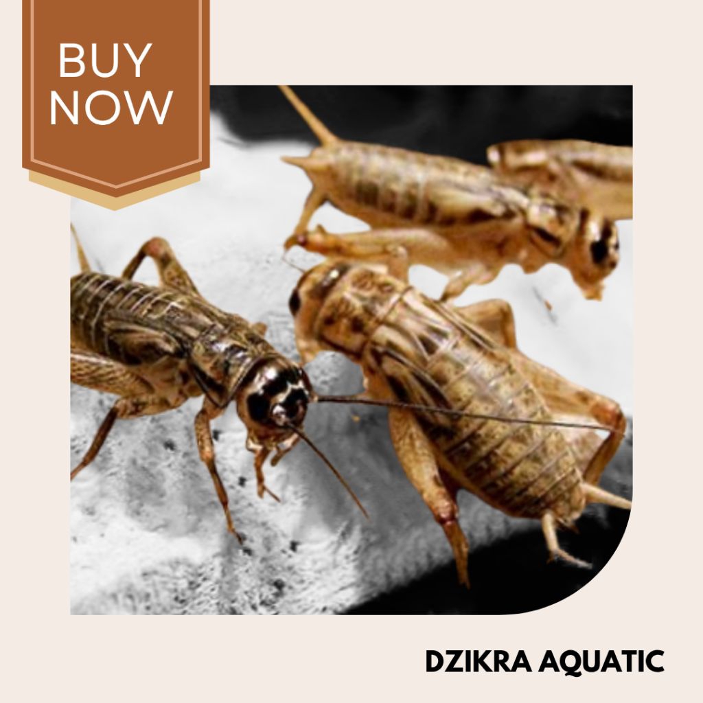 Jangkrik Hidup Pakan Burung Unggas Reptil Ikan