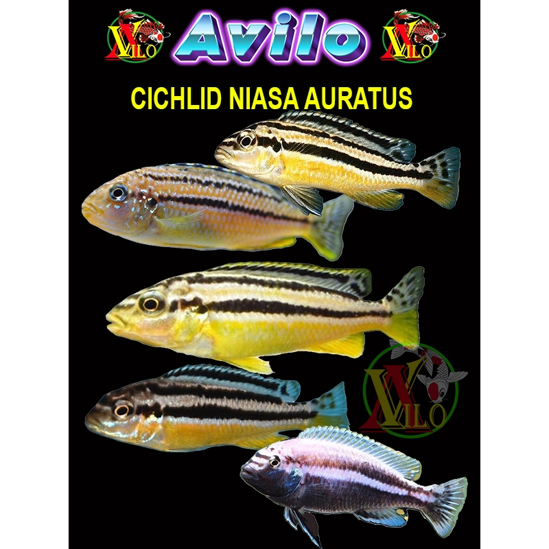 ojek ikan aquascape afrika siklid siklit NIASA auratus ciclid size kecil 3 - 4 cm