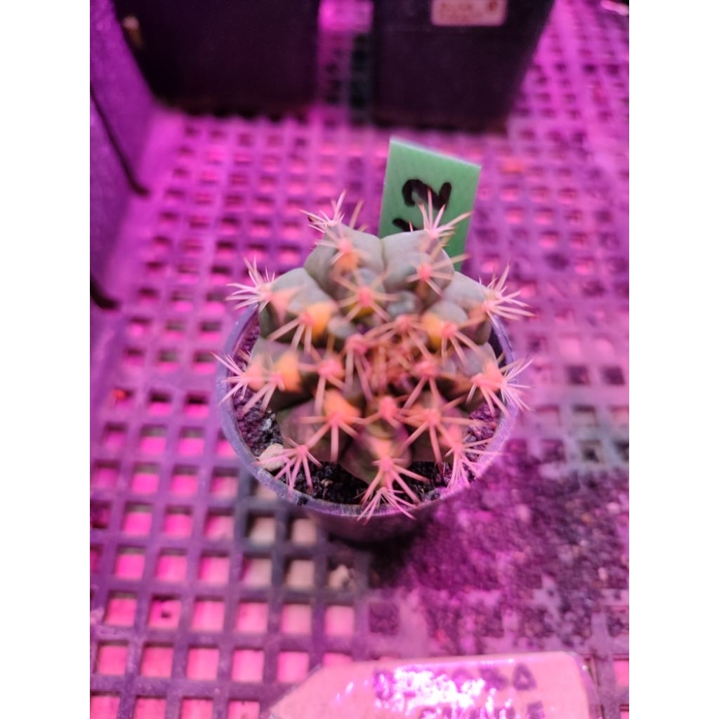 Tanaman hias hidup kaktus gymno miha Lucky Yellow #LY 2