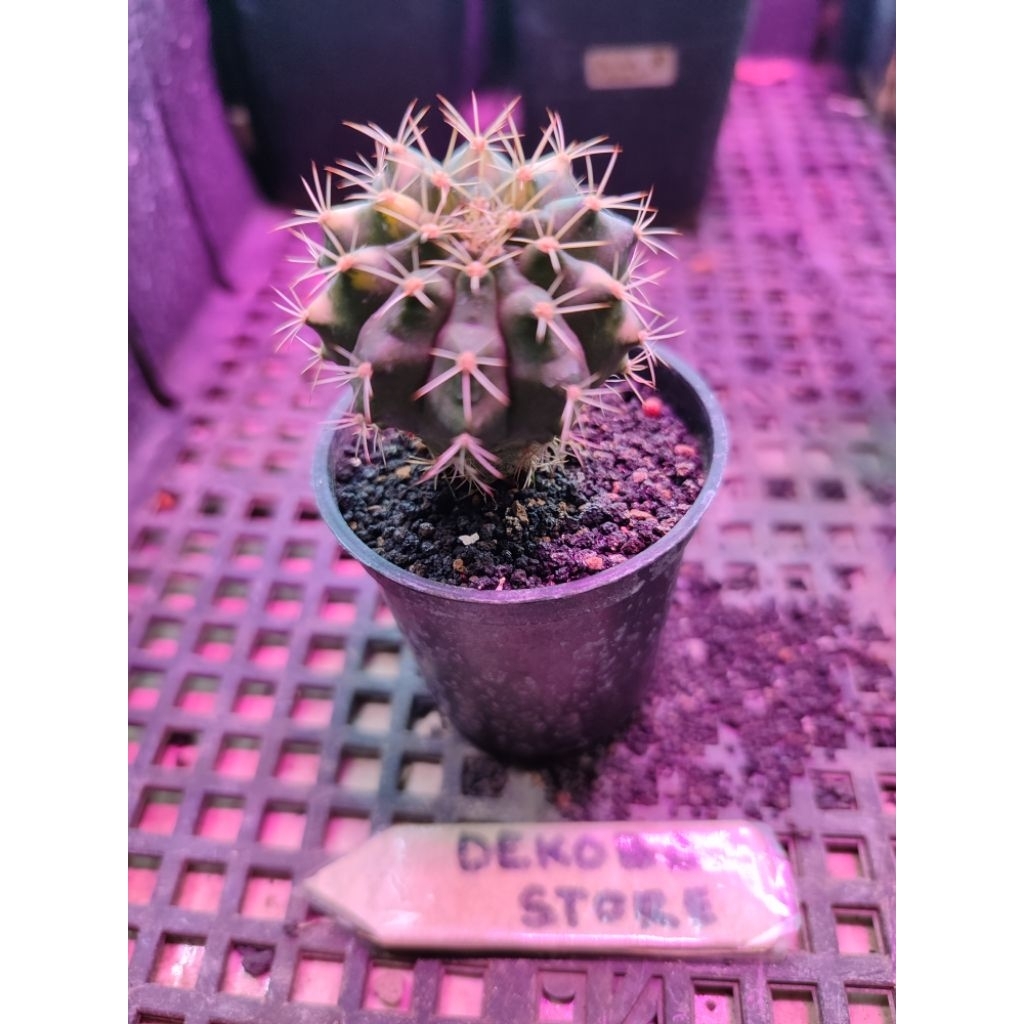 Tanaman hias hidup kaktus gymno miha Lucky Yellow #LY 3