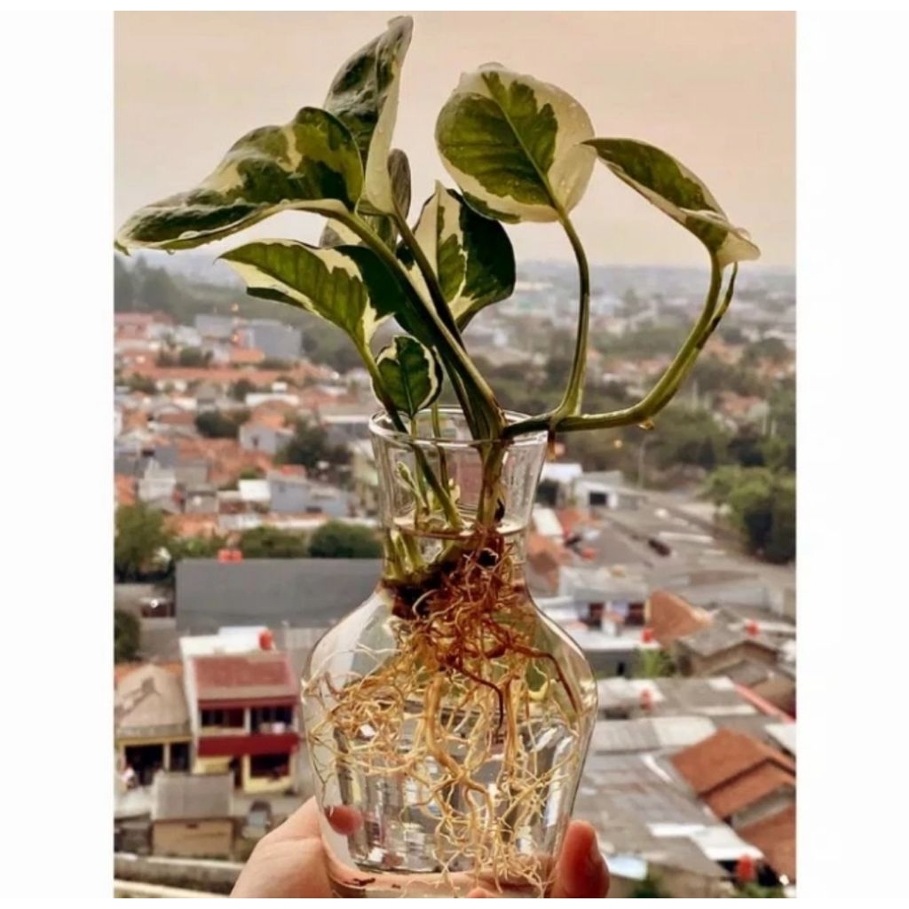 Vas Bunga kaca Bening Hias Minimalis Pot Tanaman Air Hidroponik