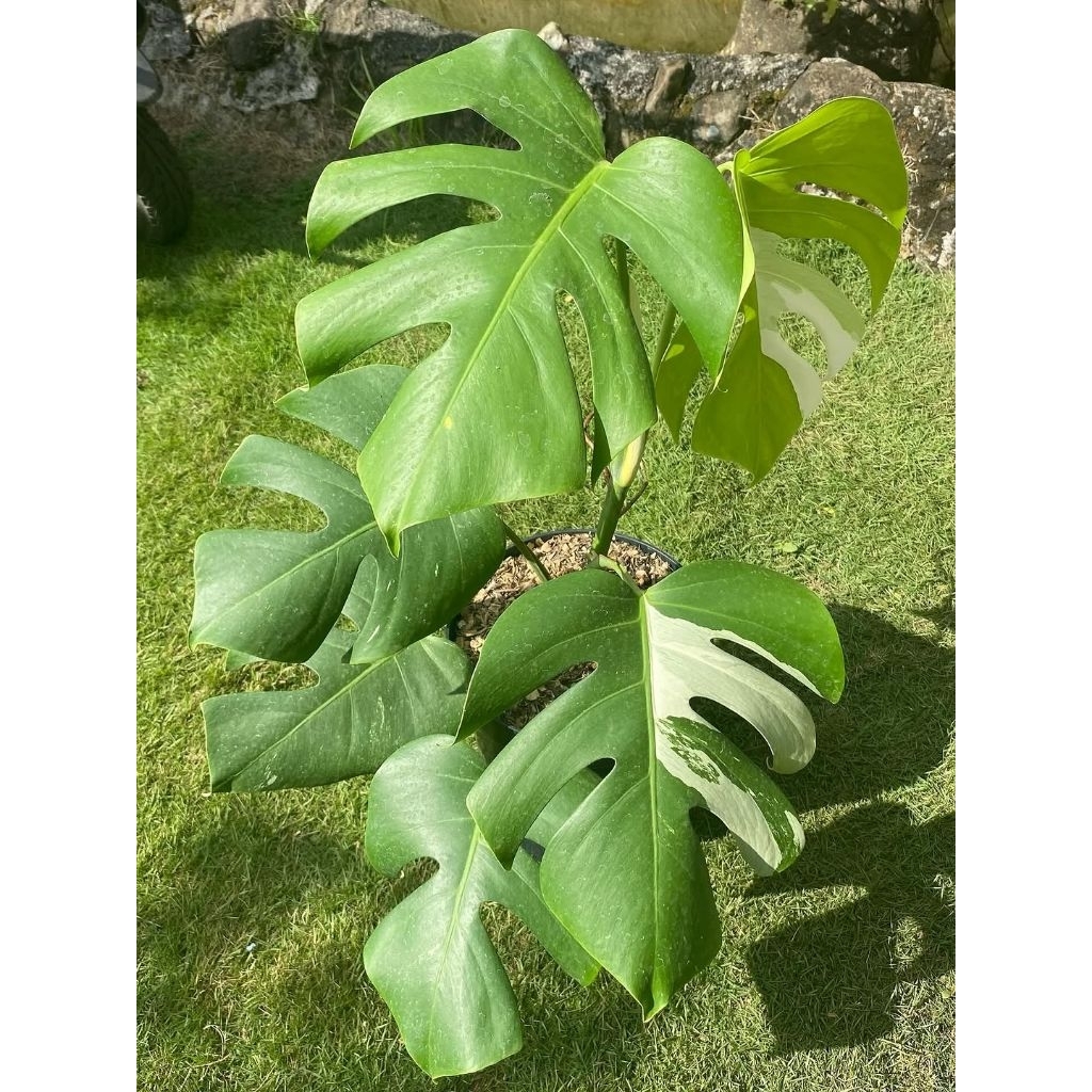 Ready Tanaman Hias Monstera king Variegata limited