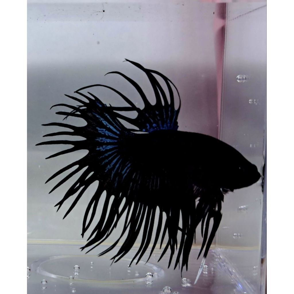 Cupang CT (CrownTail) Black Orchid
