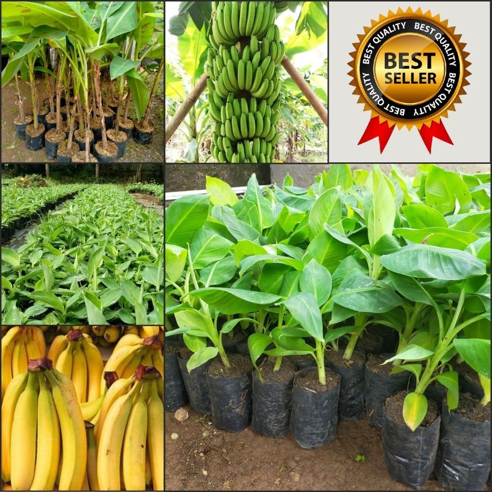 STOK TERBATAS  Bibit Pisang Cavendish Cj40