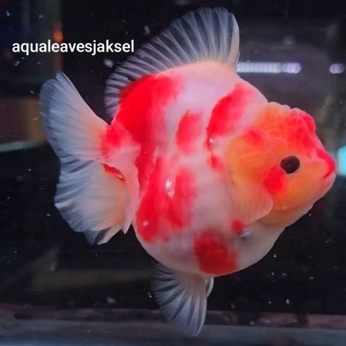 ikan koki oranda sakura short tail