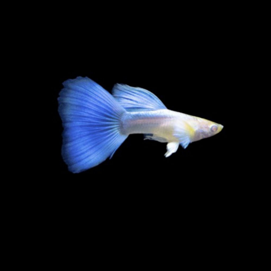 Stiker Guppy Sky Blue / Guppy Blue Sky / Blue Topaz / Topaz / Guppy Topaz