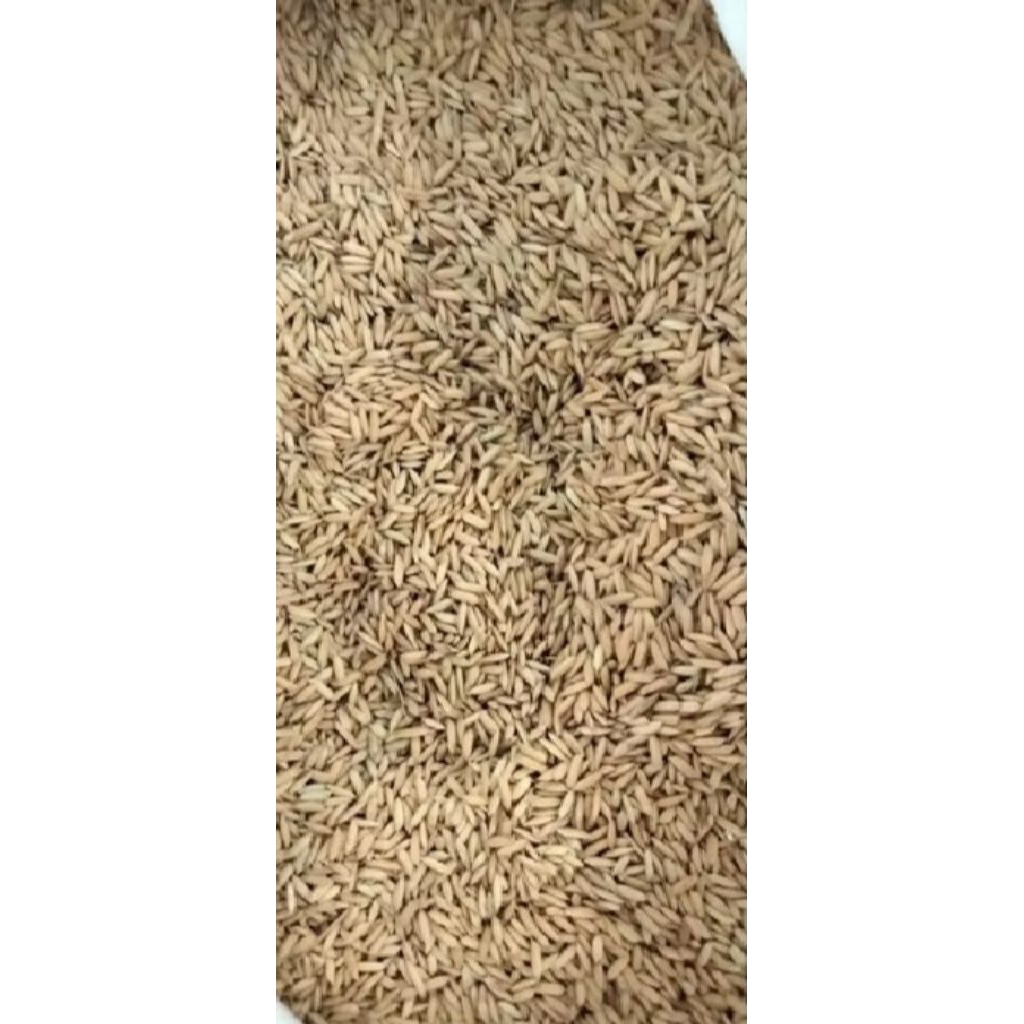 padi kering - gabah kering pakan burung & ayam 500gr