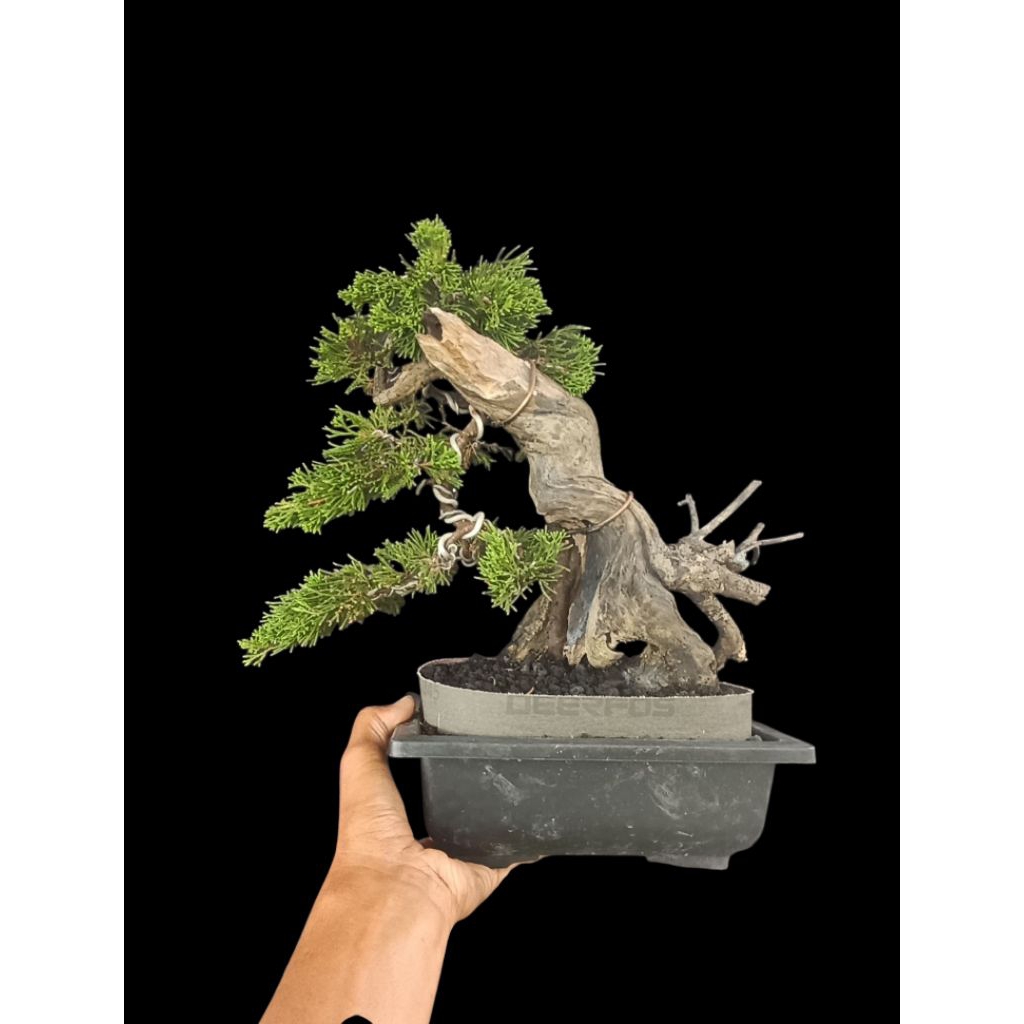 bonsai cemara sinensis tanuki