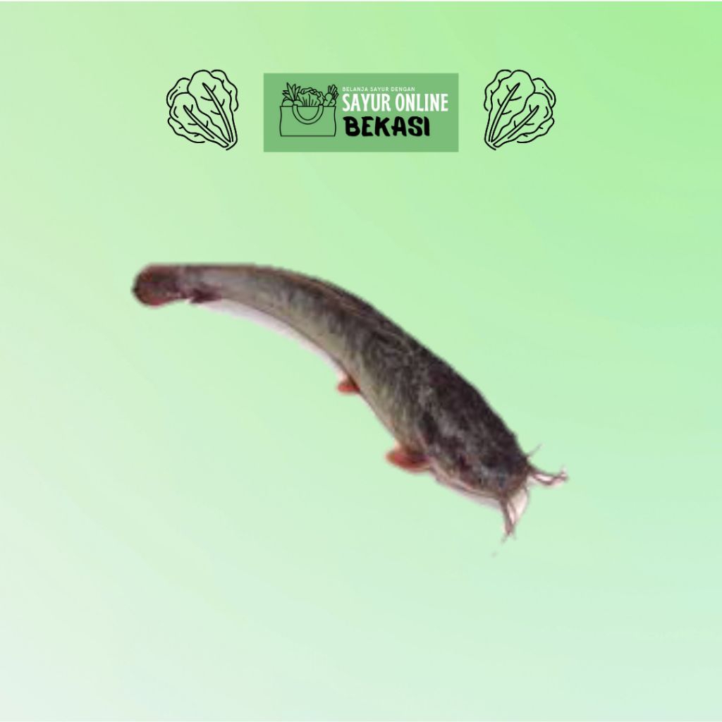 Ikan Lele Segar 500 gram - 1KG, Kota Bekasi