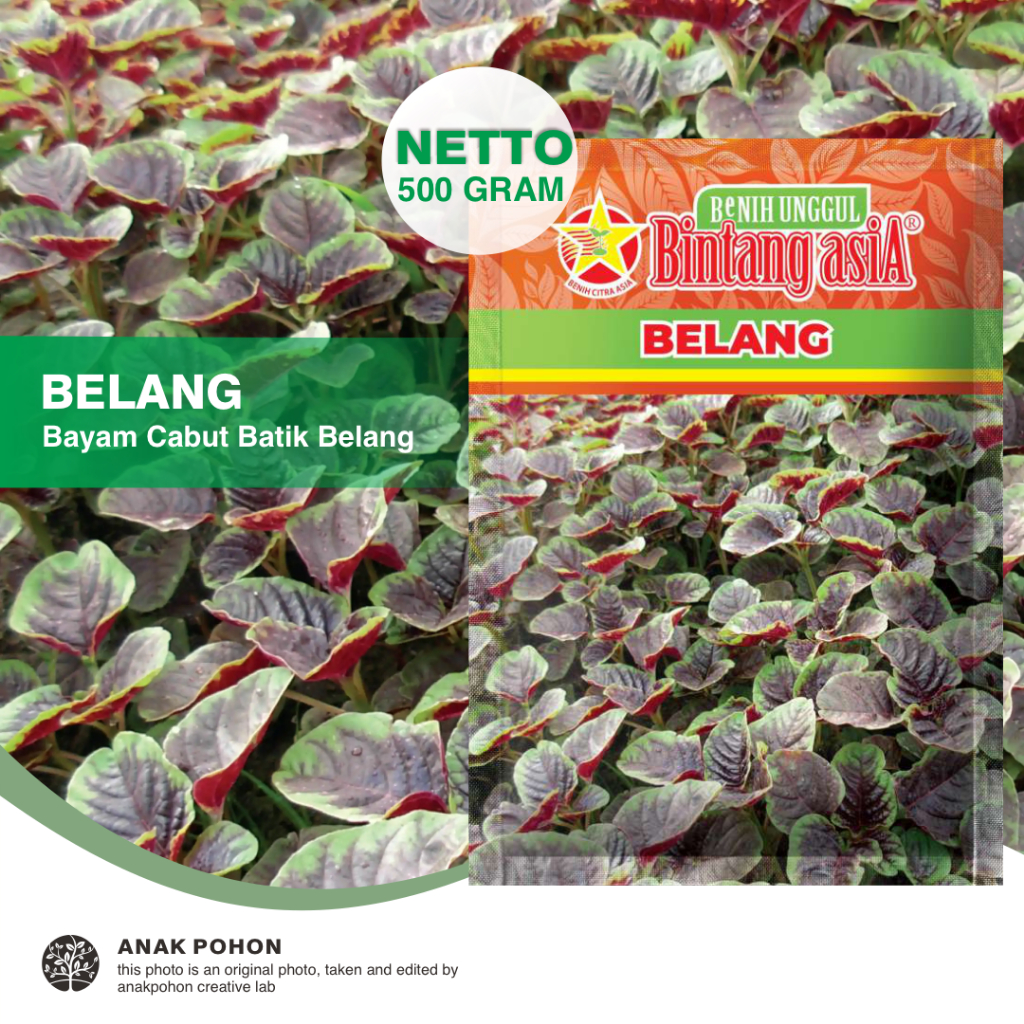 (1 PACK) Benih Bayam BELANG Cabut Berdaun Hijau Merah Batik Seeds - Bintang Asia - 500 GRAM