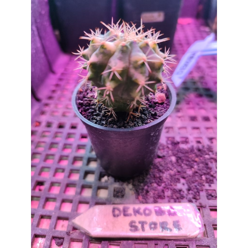 Tanaman hias hidup kaktus gymno miha Lucky Yellow #LY 4