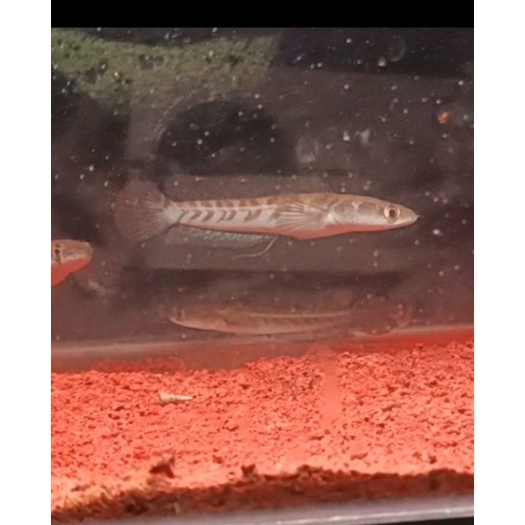 maru ys 7-13cm bahan progres yellow sentarum