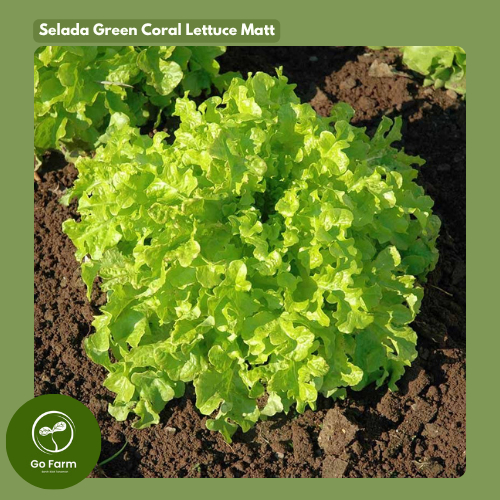 Benih Bibit Biji Selada Green Coral Lettuce  – Lollo Bionda Matt Green Lettuce Panen 30 HST