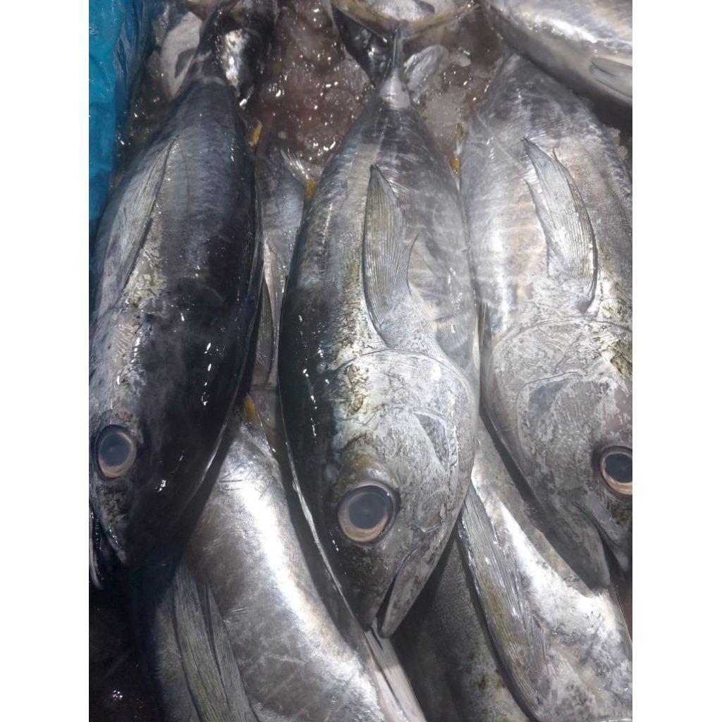 Ikan tuna segar.Ikan tongkol tuna segar.Ikan tongkol.ikan segar