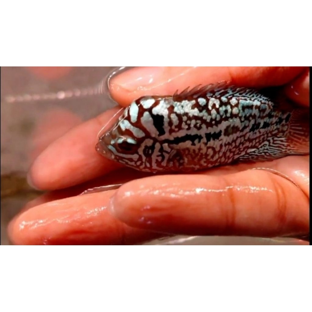 super red kamfa F2 VVip import -+4,5cm