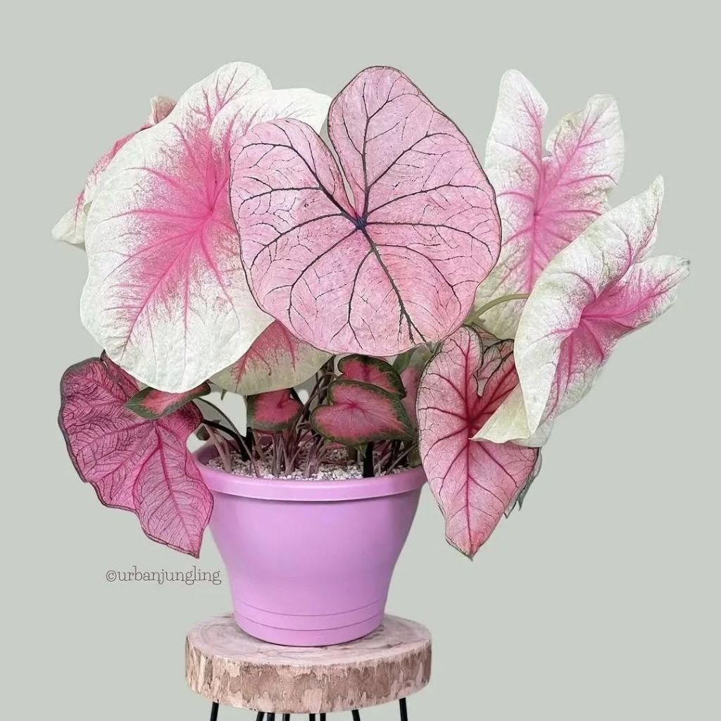 Tanaman Hias Keladi Thai Beauty Bunga Hias Keladi Caladium Anakan Murah Merah BUKAN BONGGOL Tanaman 
