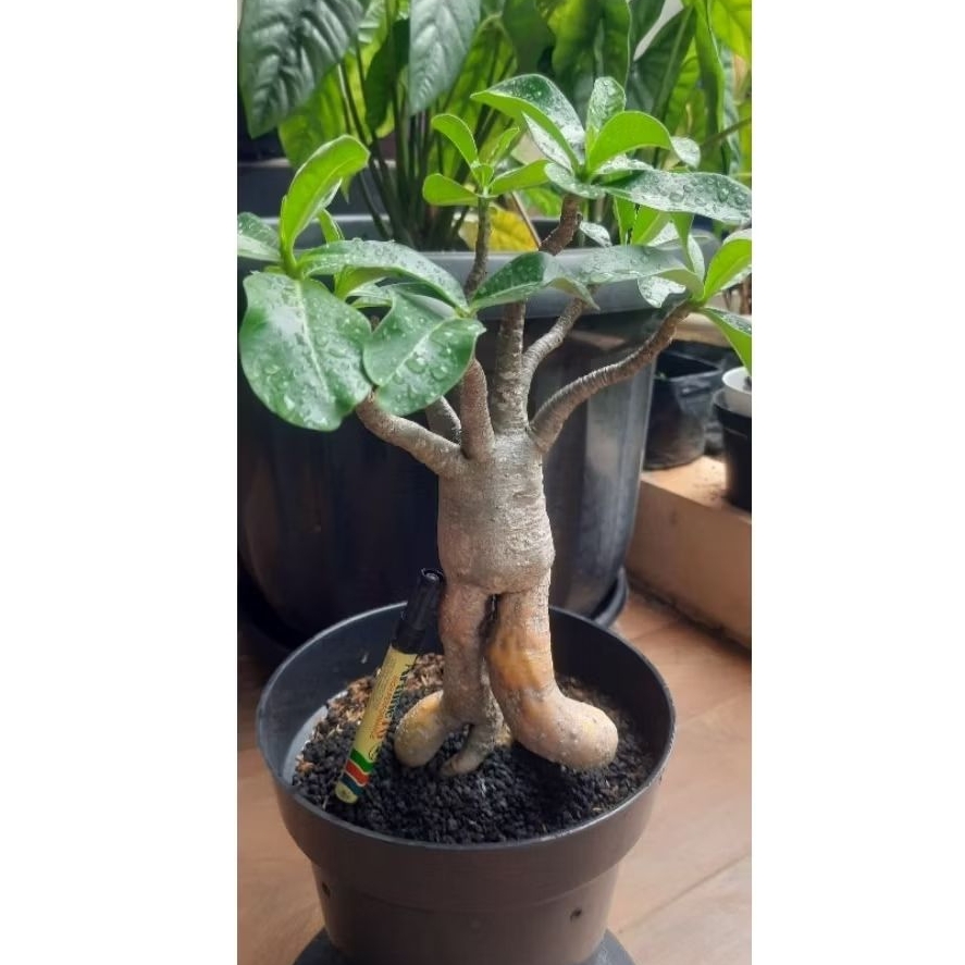 Adenium Karakter Graf Akar Emas Somalense