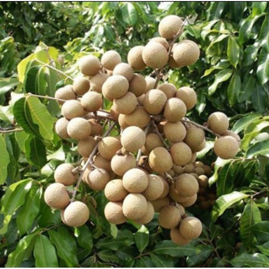 Bibit Kelengkeng Diamond River unggul. Berbuah besar, lebat, dan rasanya manis. Cocok ditanam di dal