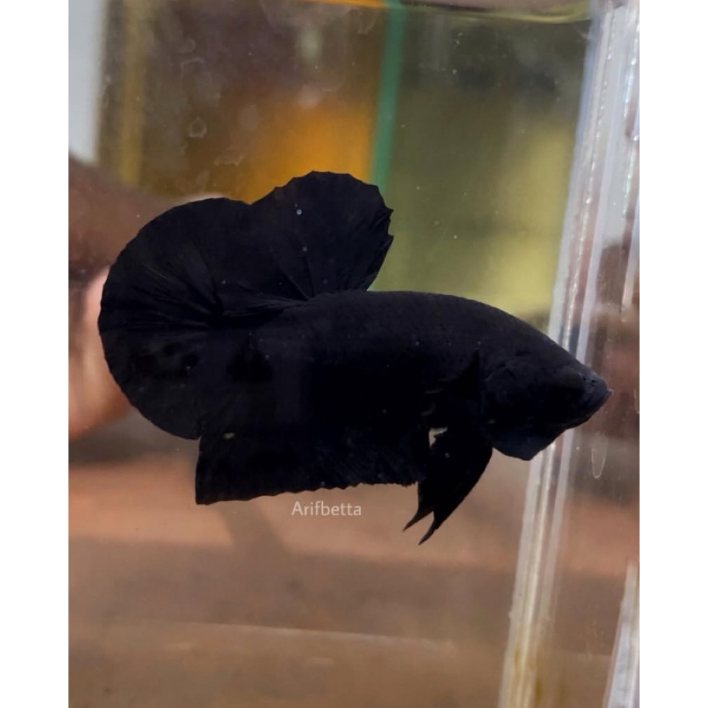 PROMO cupang plakat super black mamba hitam pekat super galak