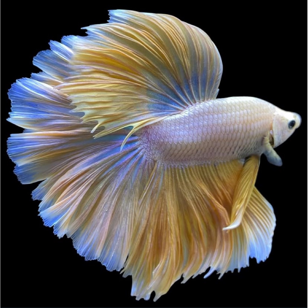 TERMURAH cupang halfmoon yellow warna paling cerah