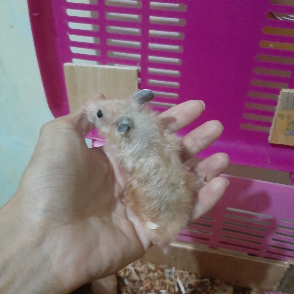 Hamster Jinak hasil ternakan sendiri