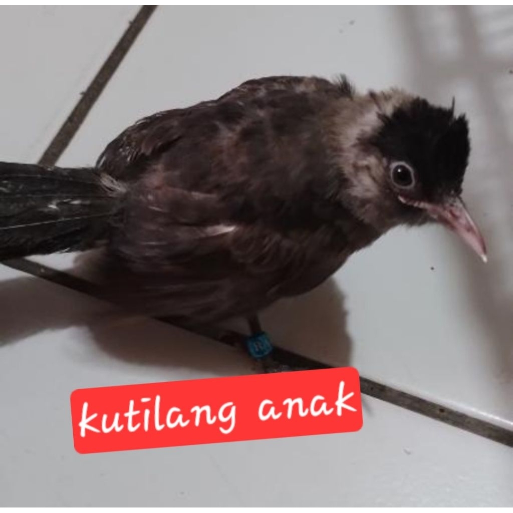 kutilang anakan cepat jinak