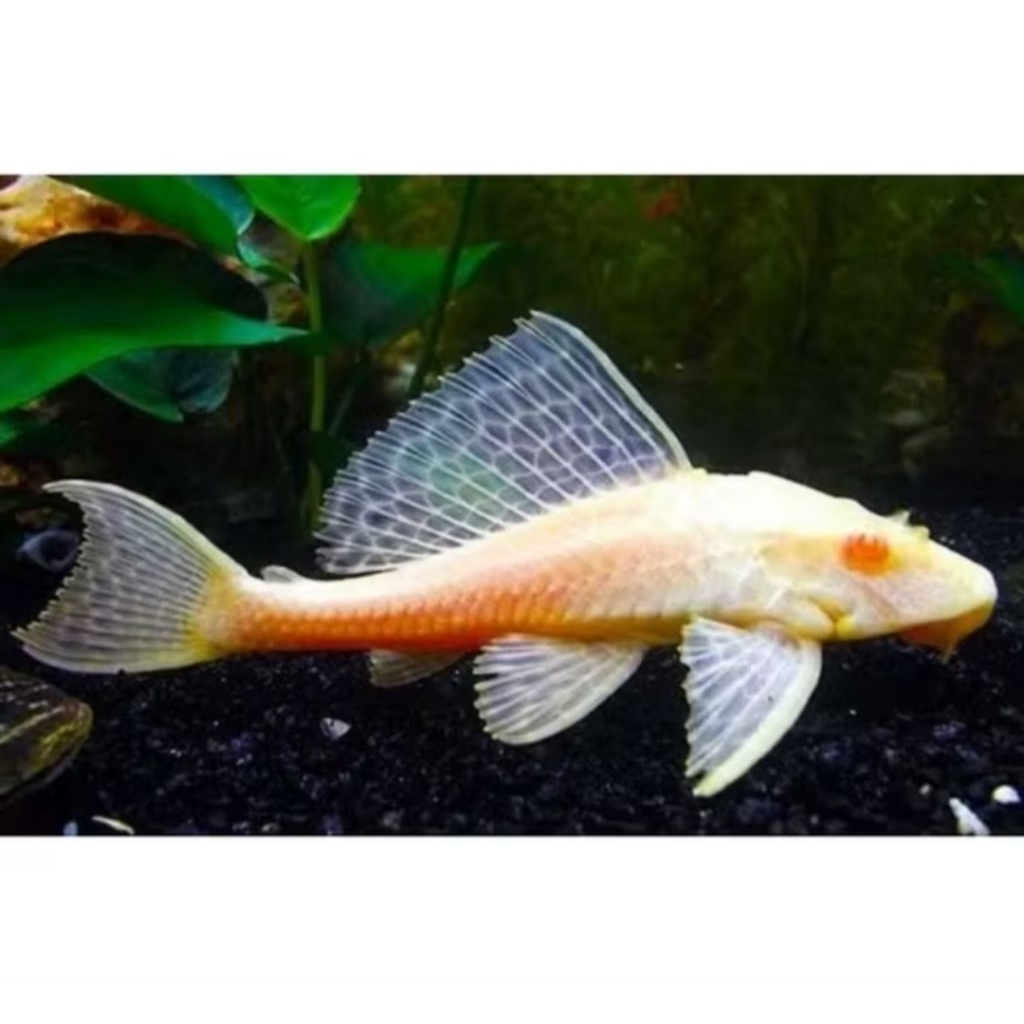 Gibicep pleco sapu sapu mentega -+10cm