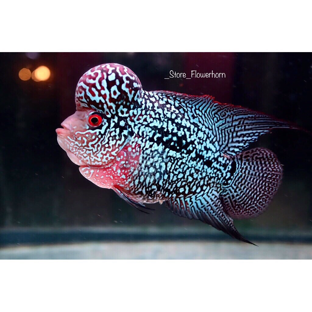 Burayak Louhan Cencu CBS Size Thailand