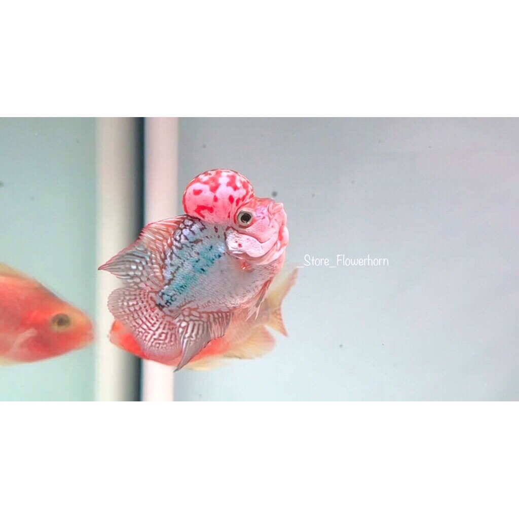 Burayak Louhan kamfa F2 SB/SHORT BODY Gen Thailand