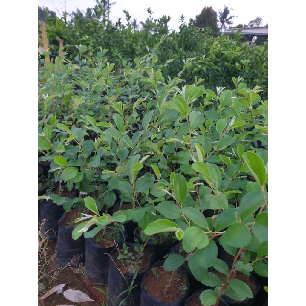 Bibit apel futsa apel india
