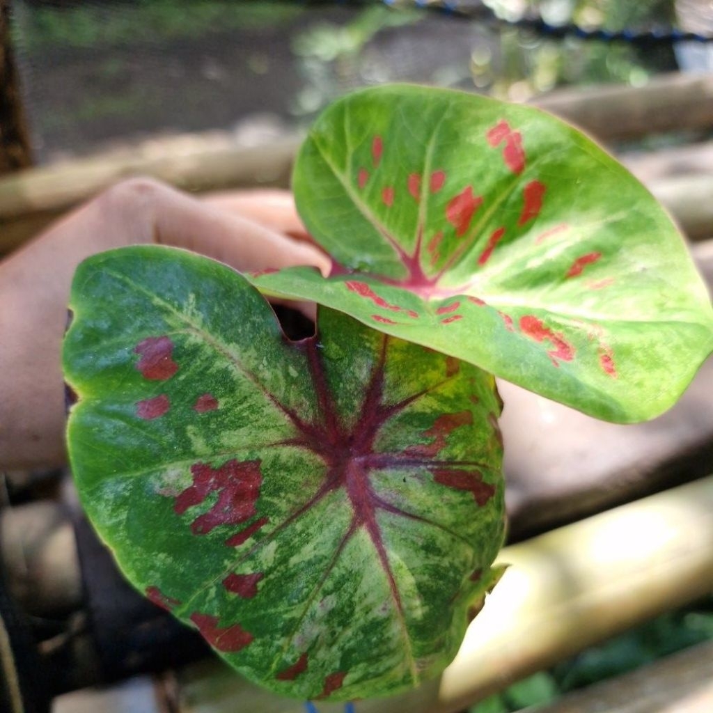 Caladium H02 Remaja