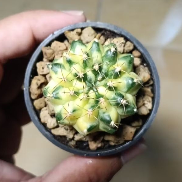 kaktus gymno marble (bebas pilih)