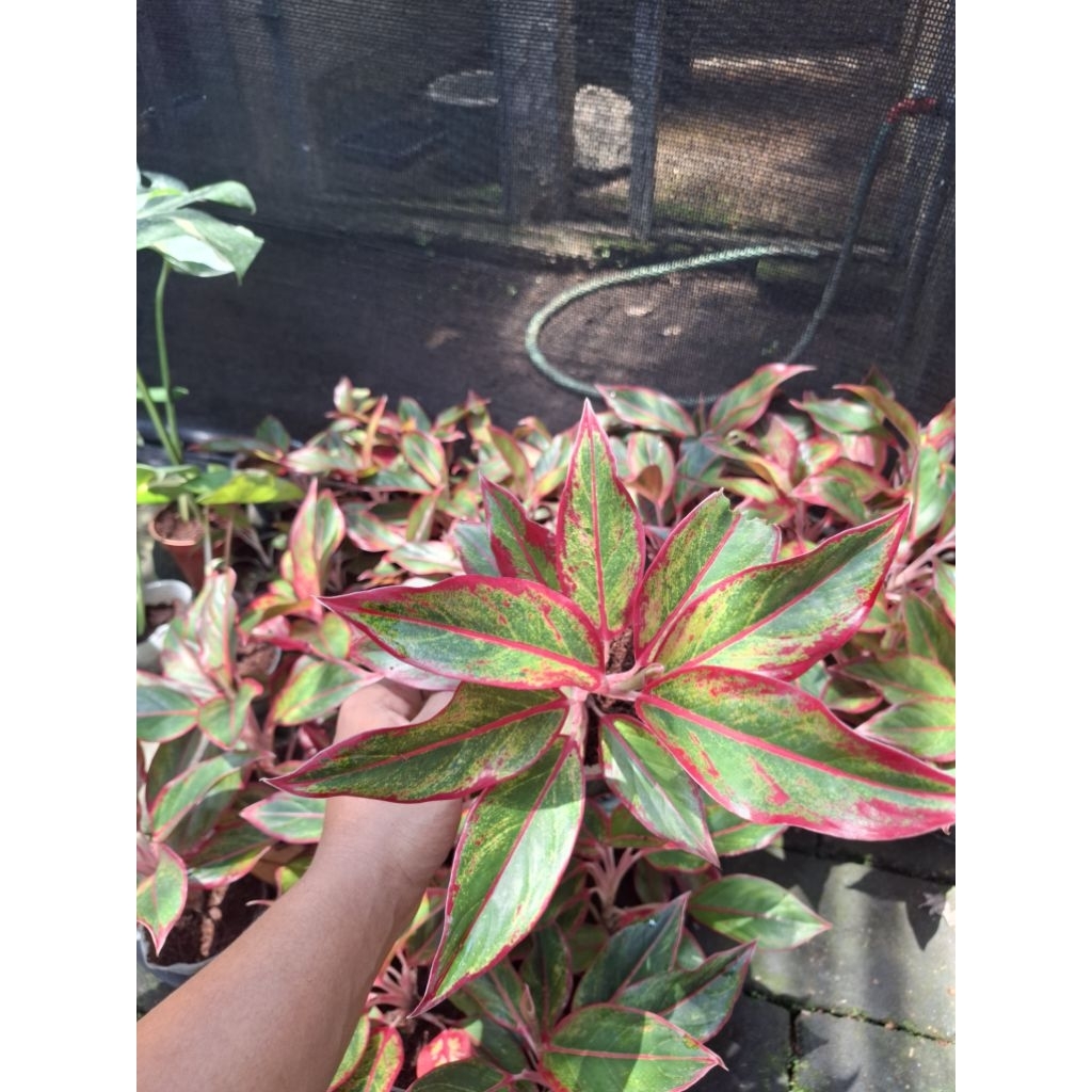 Aglaonema Lipstik Merah