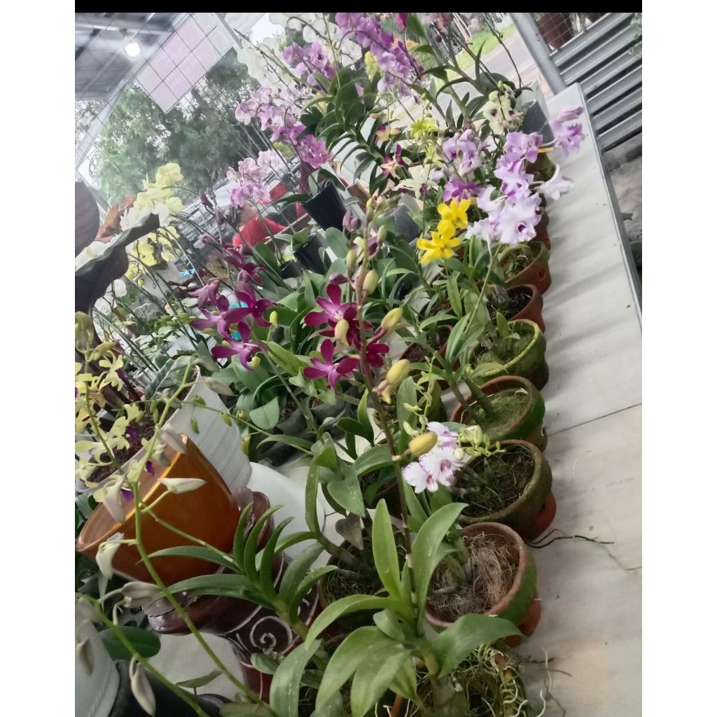 Promo Anggrek Dendrobium Berkwalitas Premium Bunga Random