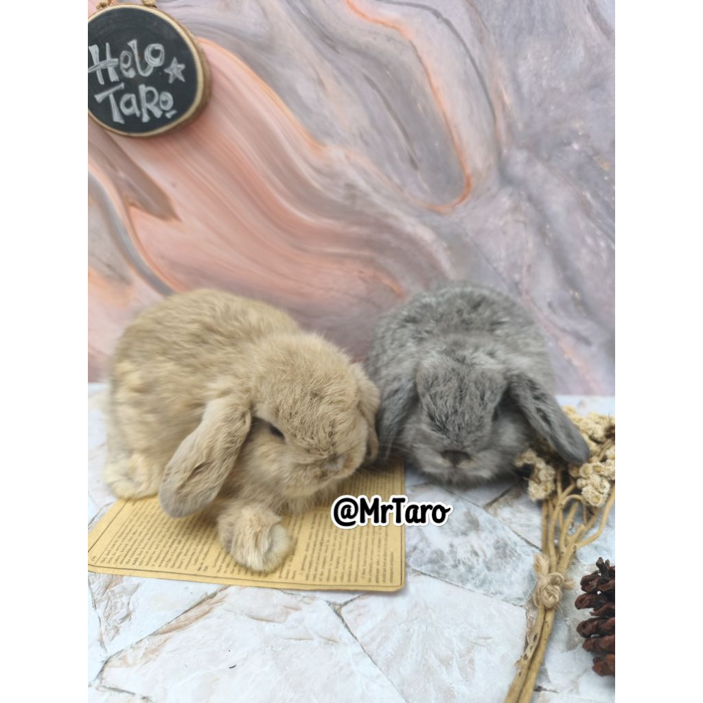 Anakan Kelinci Holland Lop  PALEMBANG - KHUSUS INSTAN