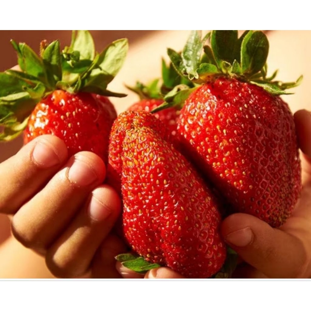 bibit tanaman strawberry jumbo manis