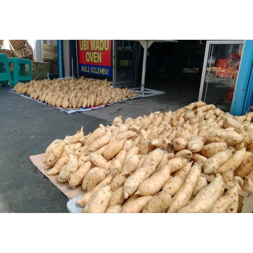 UBI MADU CILEMBU MENTAH
