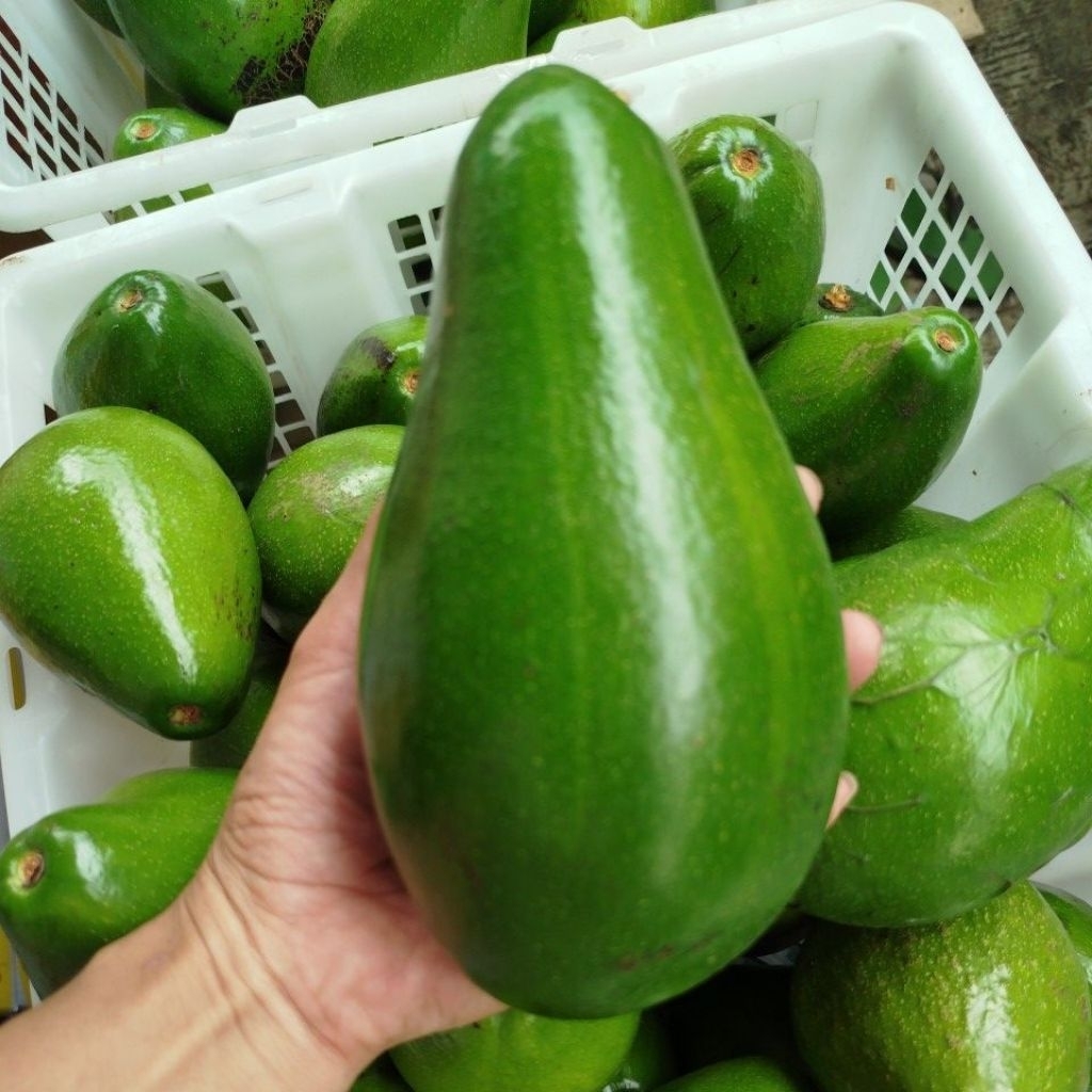 ALPUKAT MENTEGA LAMPUNG