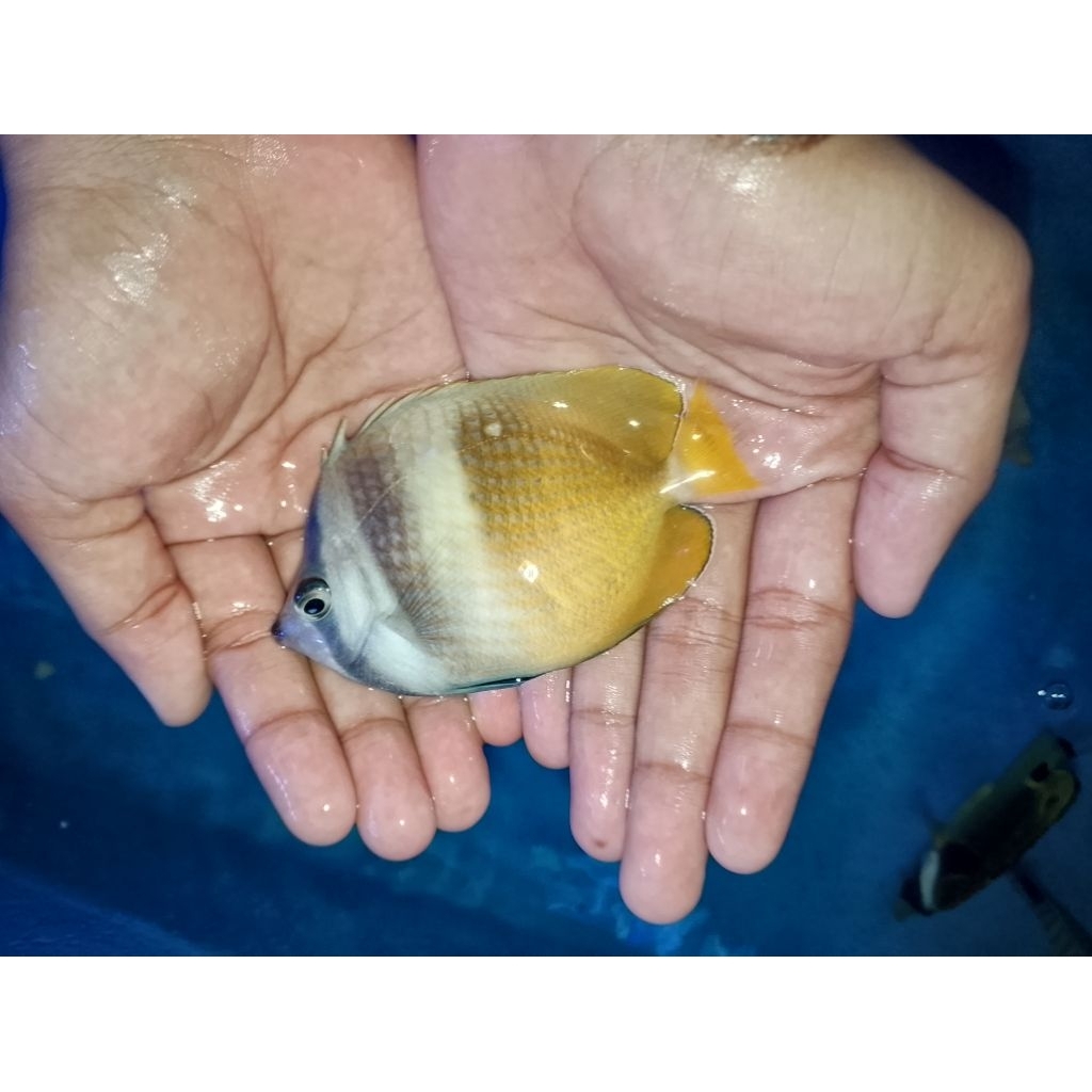 ikan hias laut kepe coklat