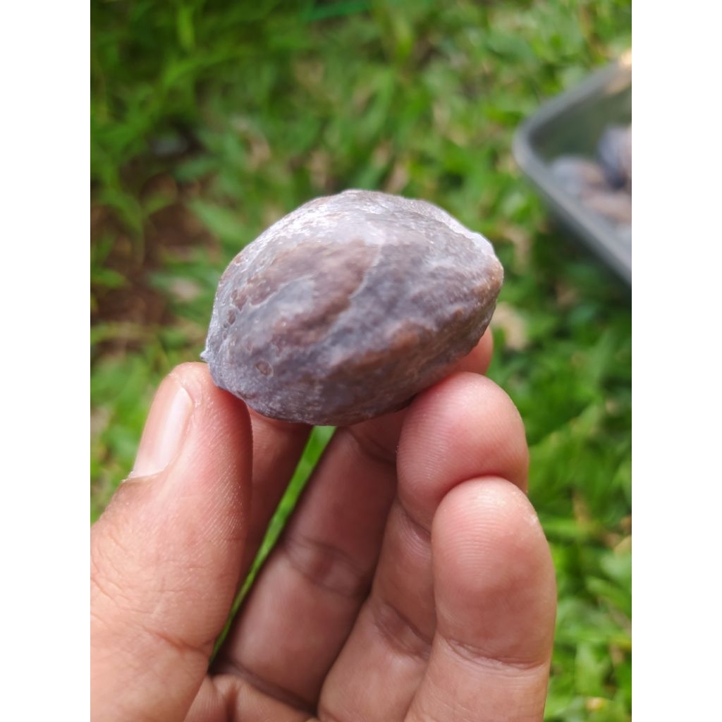 Muncang Adu Jayanti Anak Si entog stok terbatas