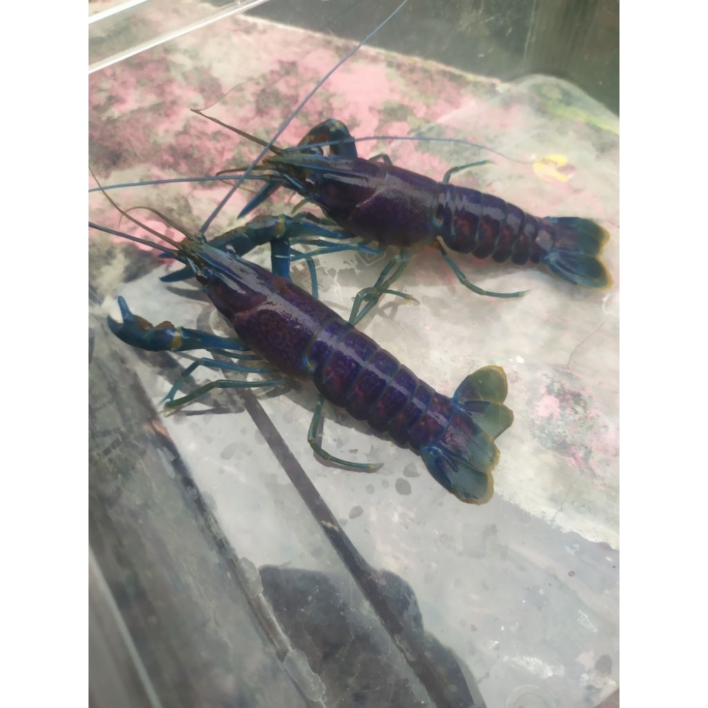 Indukan super lobster air tawar sepasang jantan dan betina  berkualitas, unggulan dan terbaik, ukura