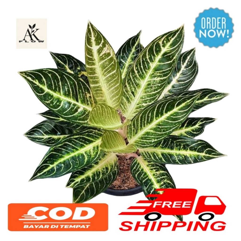 Tanaman hias aglonema pride of sumatra white / aglonema pos white remaja rimbun