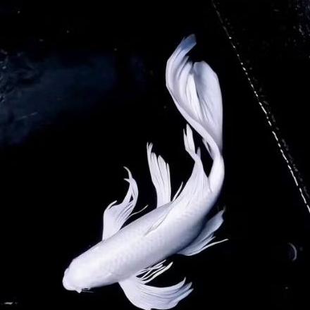 ikan koi platinum slayer cantik size 22 - 25 cm